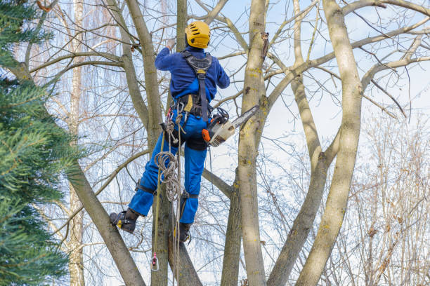 Reliable Angwin, CA Tree Services Solutions